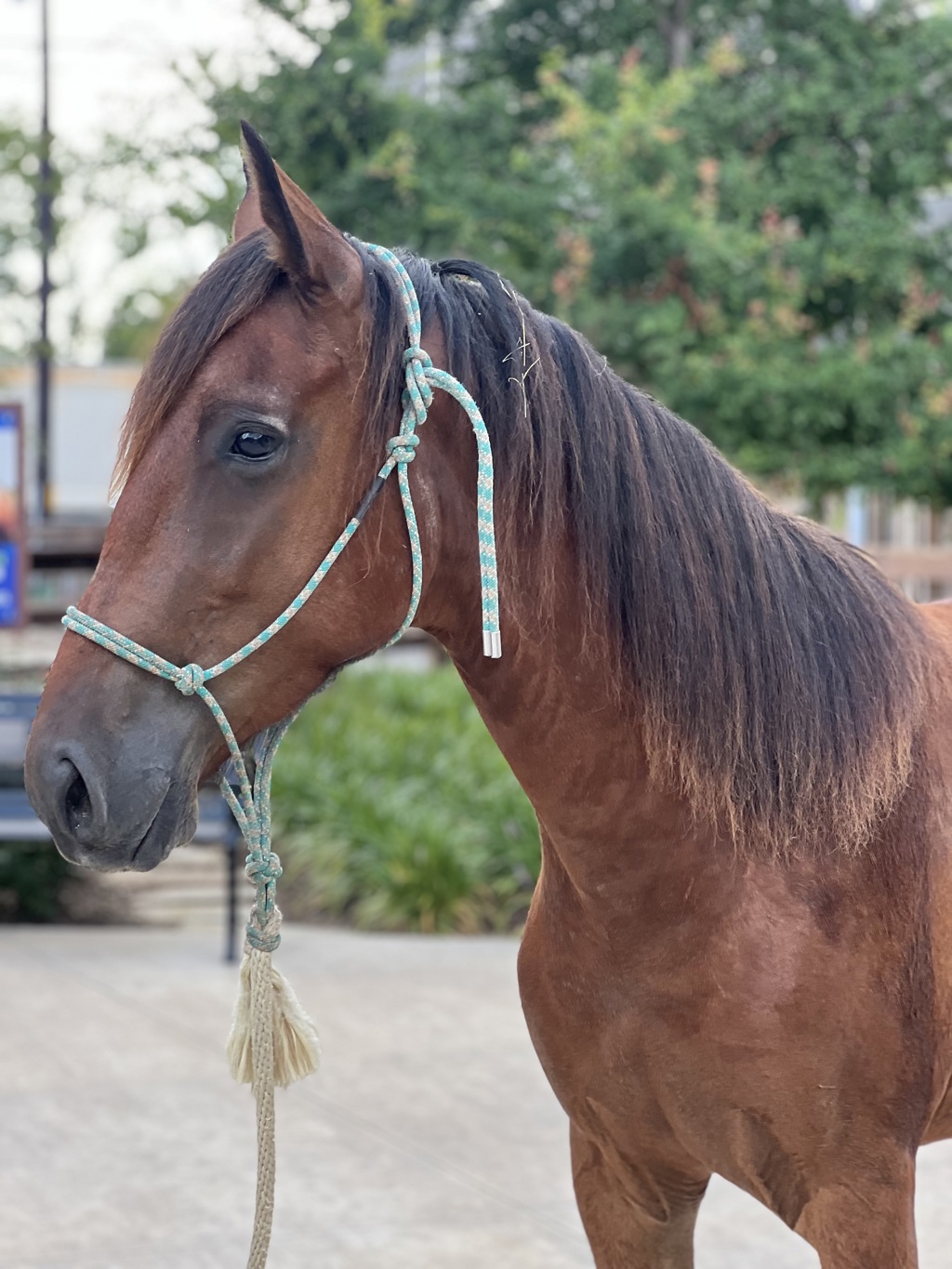 Adopte un caballo - Houston SPCA