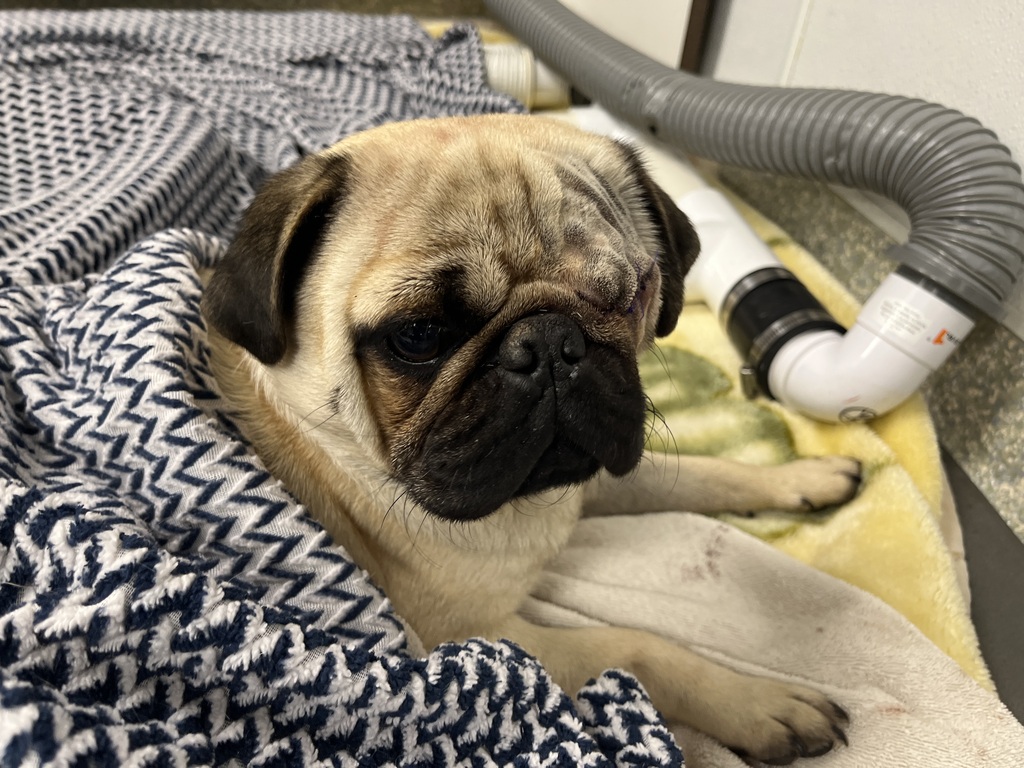 Spca pug hot sale