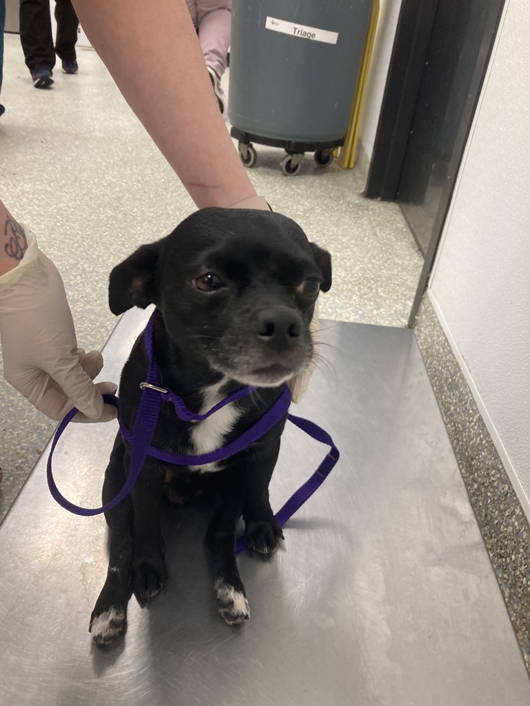 Found Animal: No name - Houston SPCA