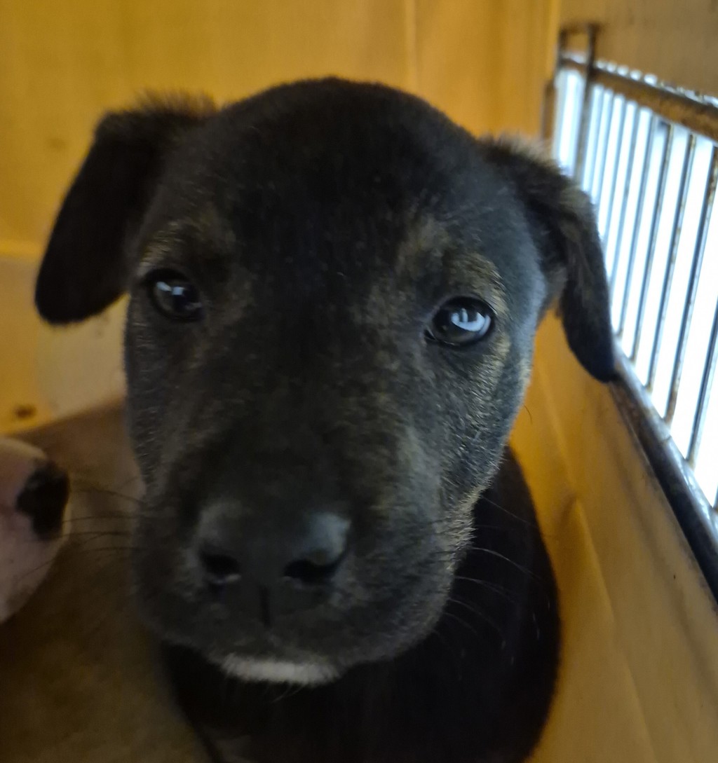 Meet Yuri - Houston SPCA