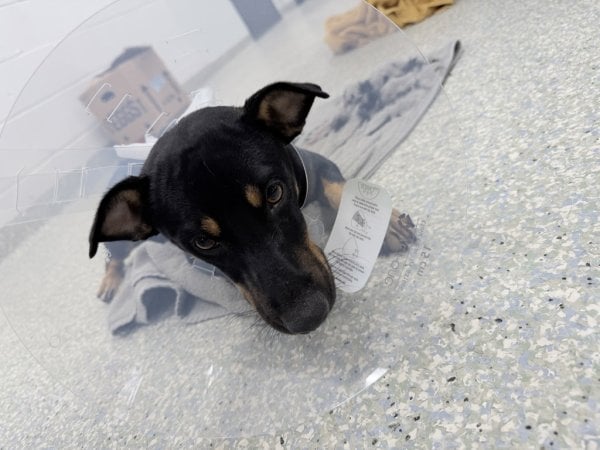 Pet photo