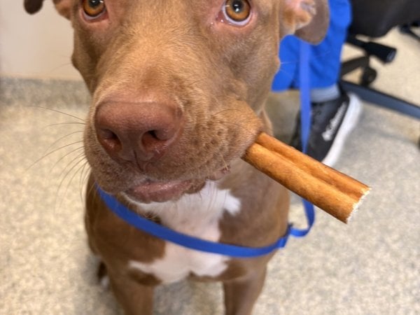 Pet photo