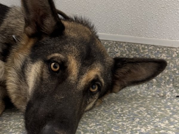 Pet photo