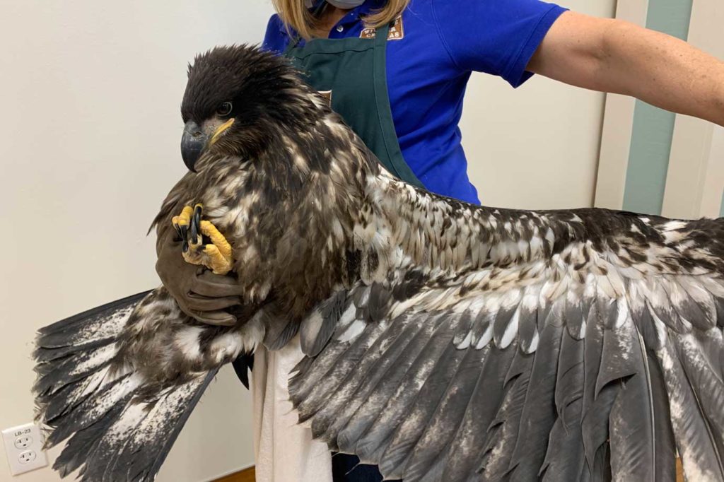 Juvenile bald eagle receives treatment at Houston SPCA's Wildlife Center of Texas