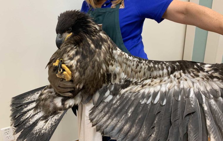 Juvenile bald eagle receives treatment at Houston SPCA's Wildlife Center of Texas