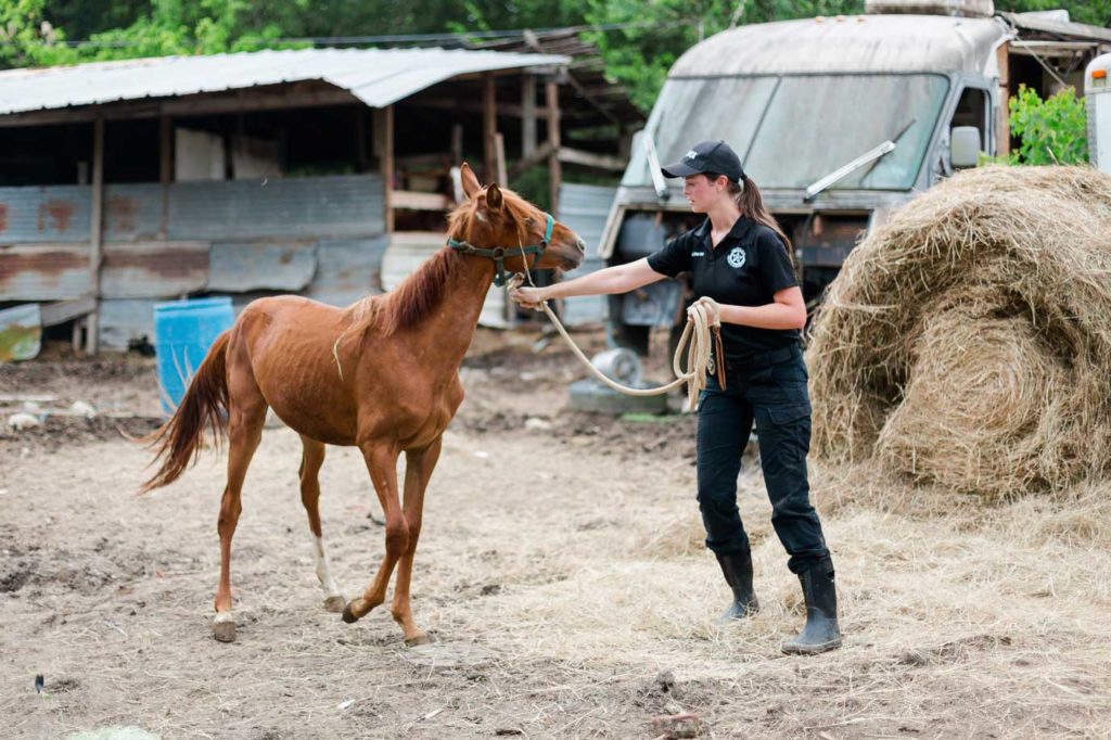 Eight severely neglected and emaciated horses rescued in Sunnyside -  Houston SPCA
