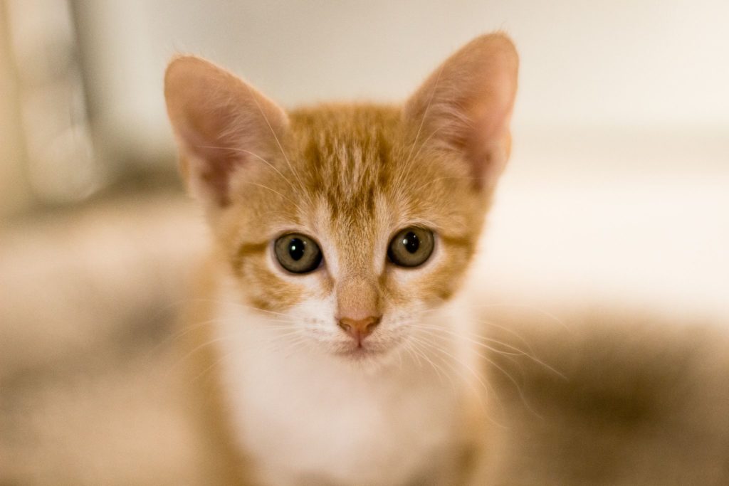 Cat Adoption, Pet Adoption in Houston, TX