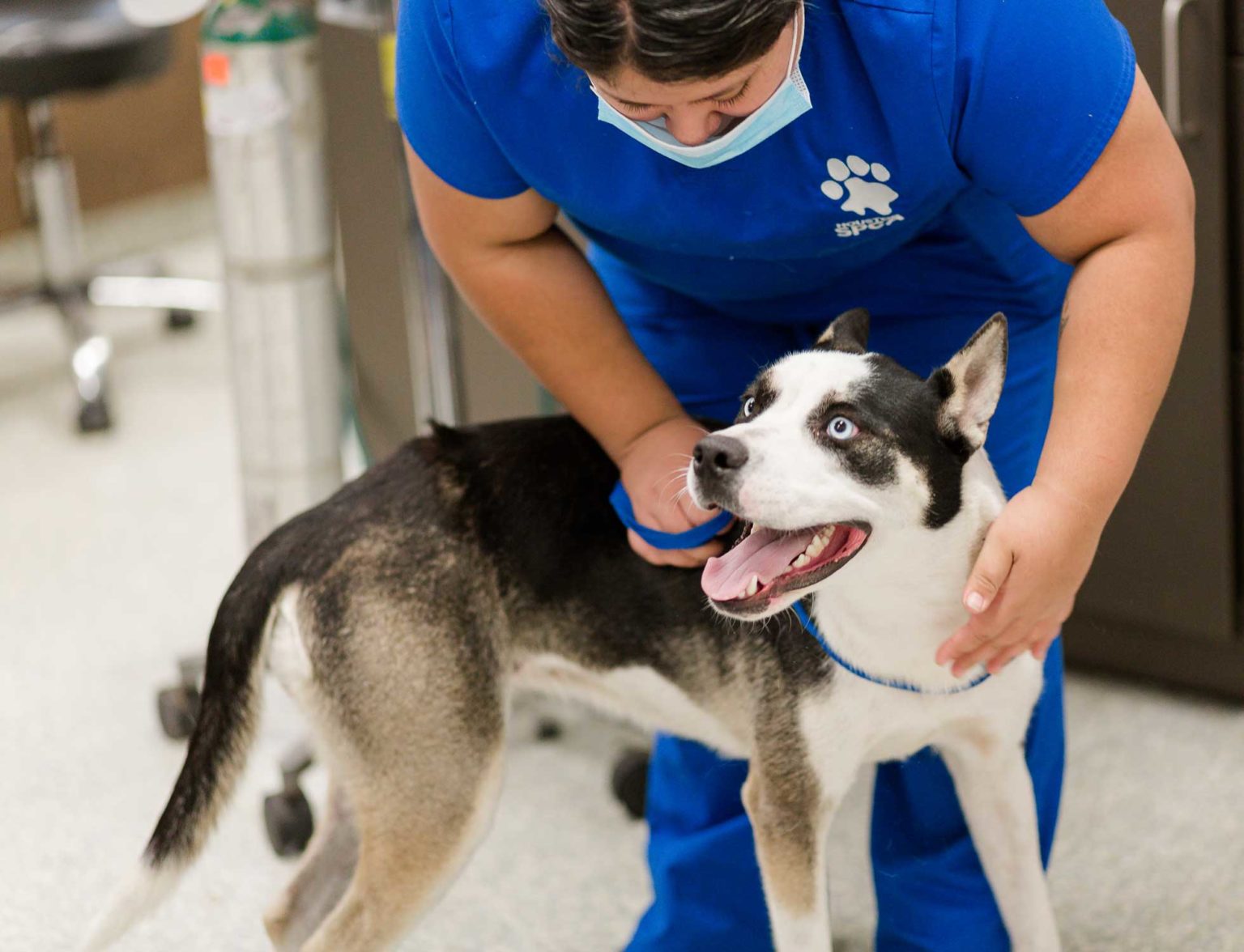 Veterinary Partnerships - Houston SPCA