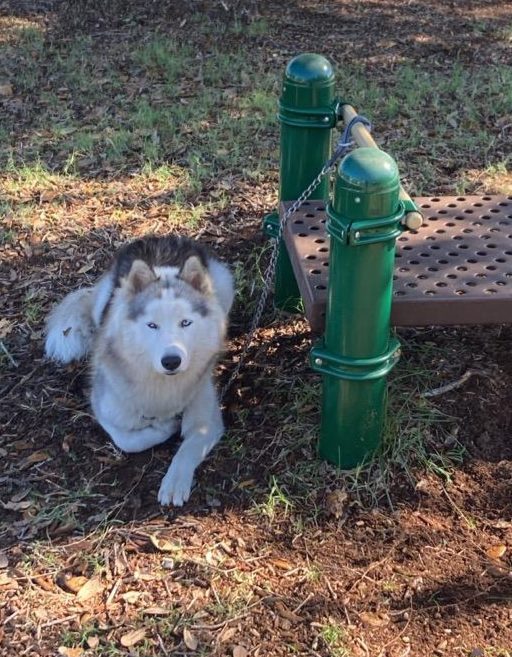 Husky chained to playground equipment
