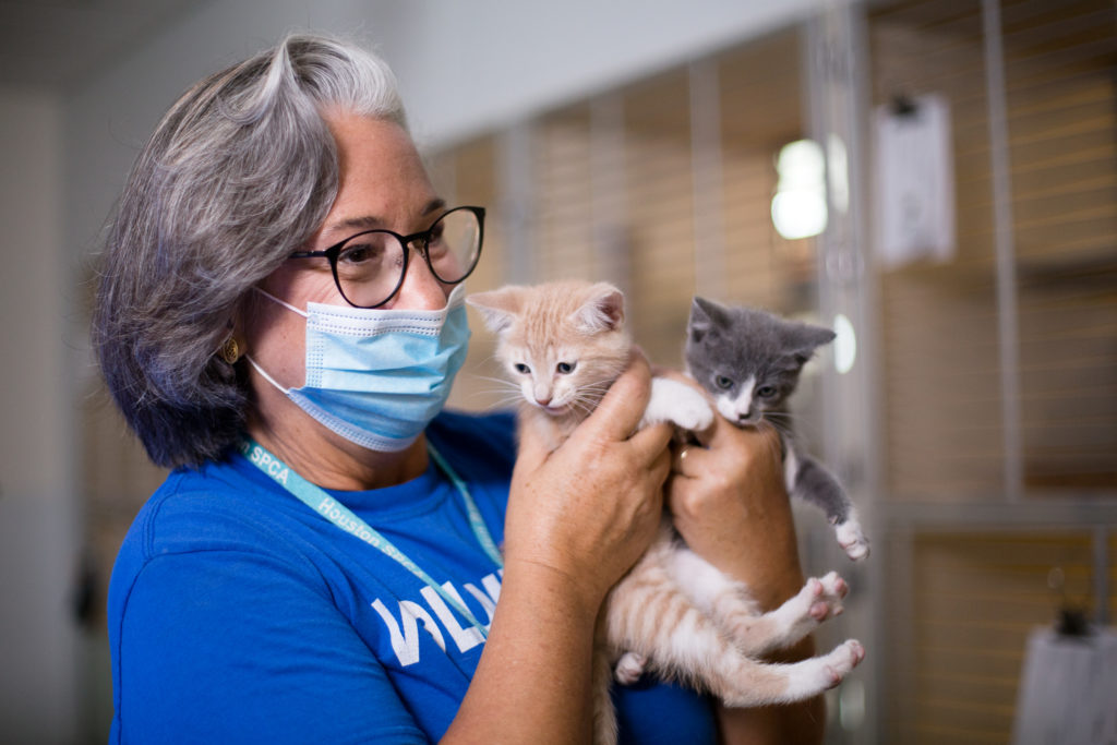 A woman volunteers her time with kittens in our cattery.