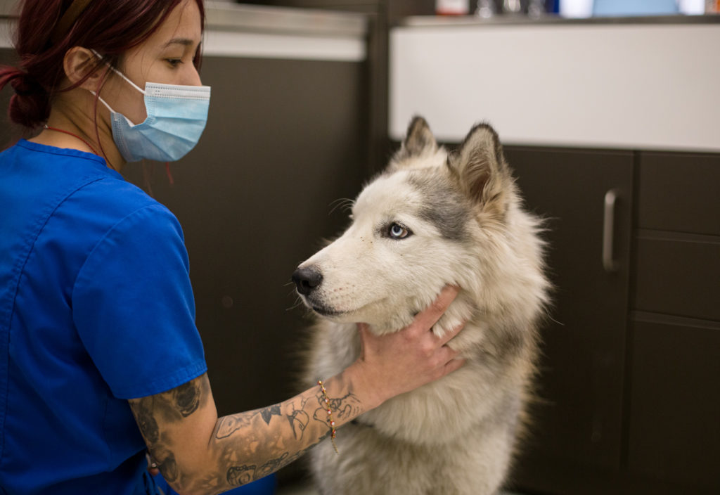 Veterinary nurse evaluates abandoned Husky