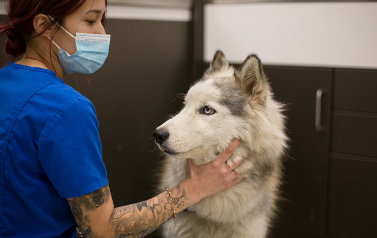 Enfermera veterinaria evalúa Husky abandonado