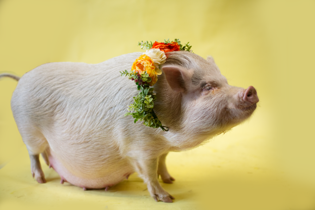 Pregnant pig Juno poses for maternity photos on a yellow background