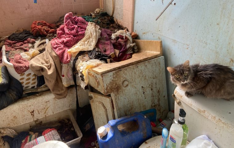 Cat rests on toilet in a room filled with debris on a hoarding case