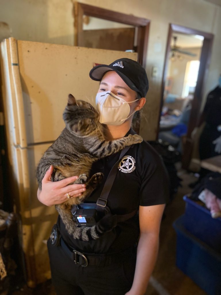 21 gatos incautados de caso de acaparamiento por Houston SPCA - Houston SPCA