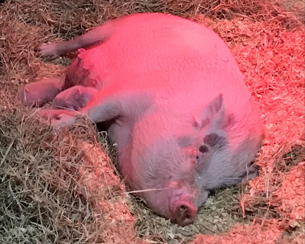 Mother pig Juno nurses three baby piglets