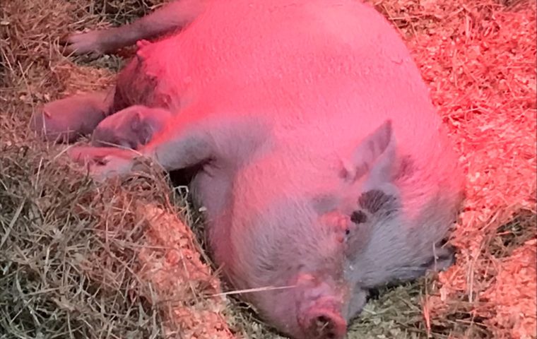Mother pig Juno nurses three baby piglets