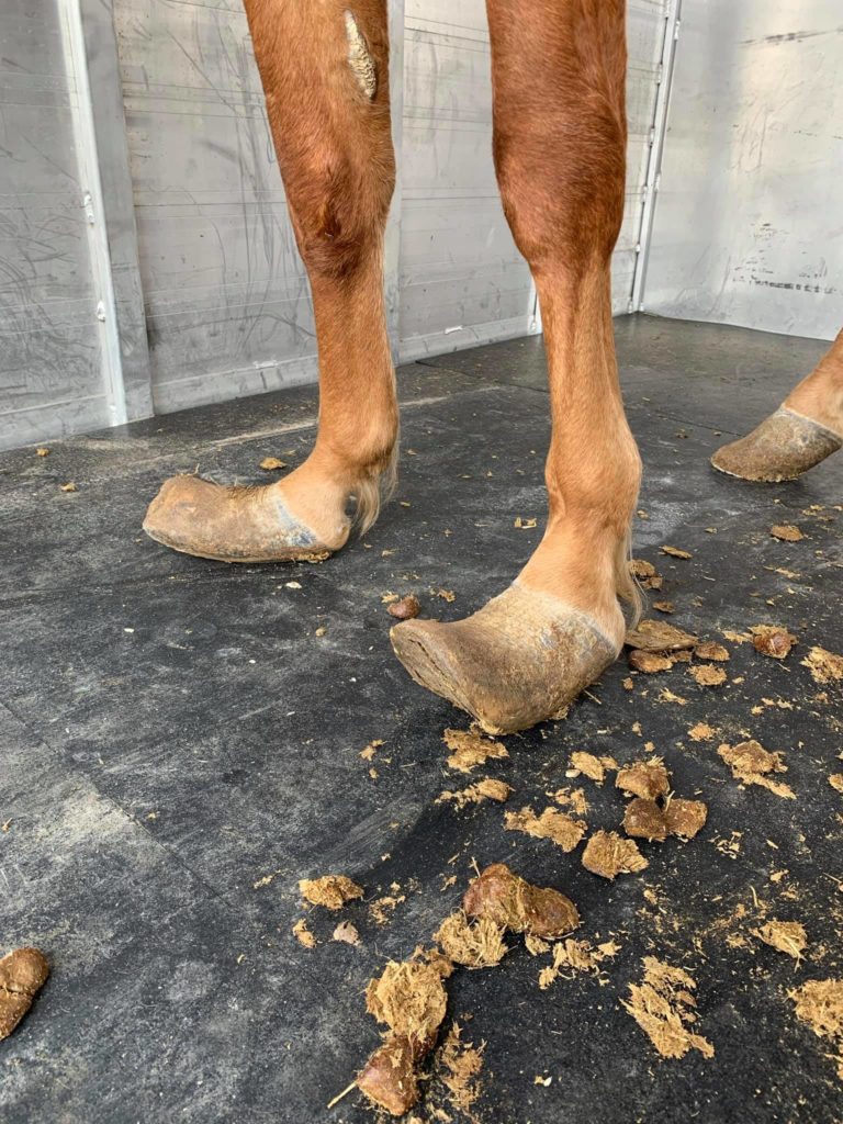 Horse neglect includes severe hoof overgrowth