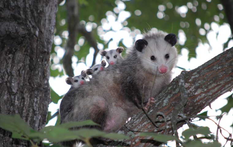 Mother opossum perches in tree with her young balancing on her back.