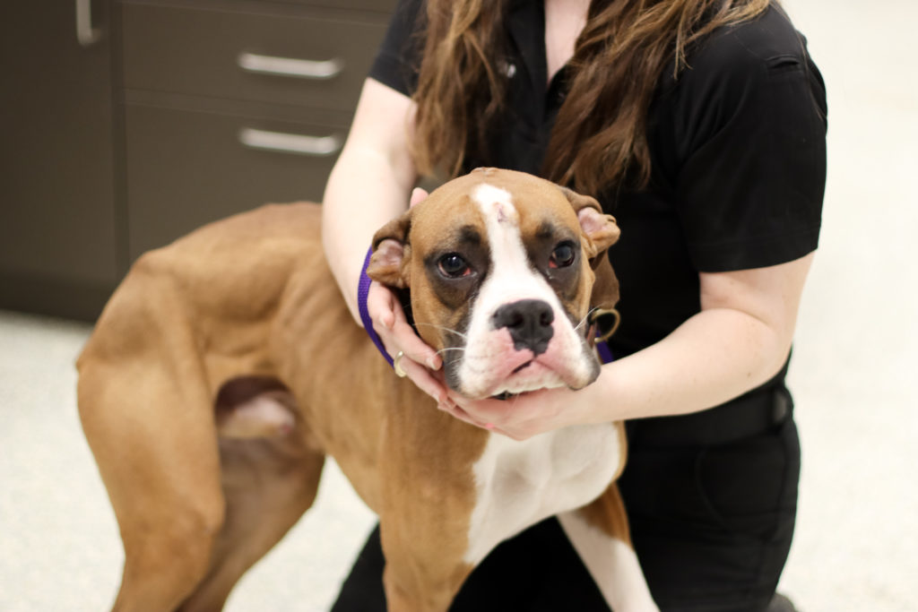 Owner Cruelly Beats Boxers with Belt - Houston SPCA