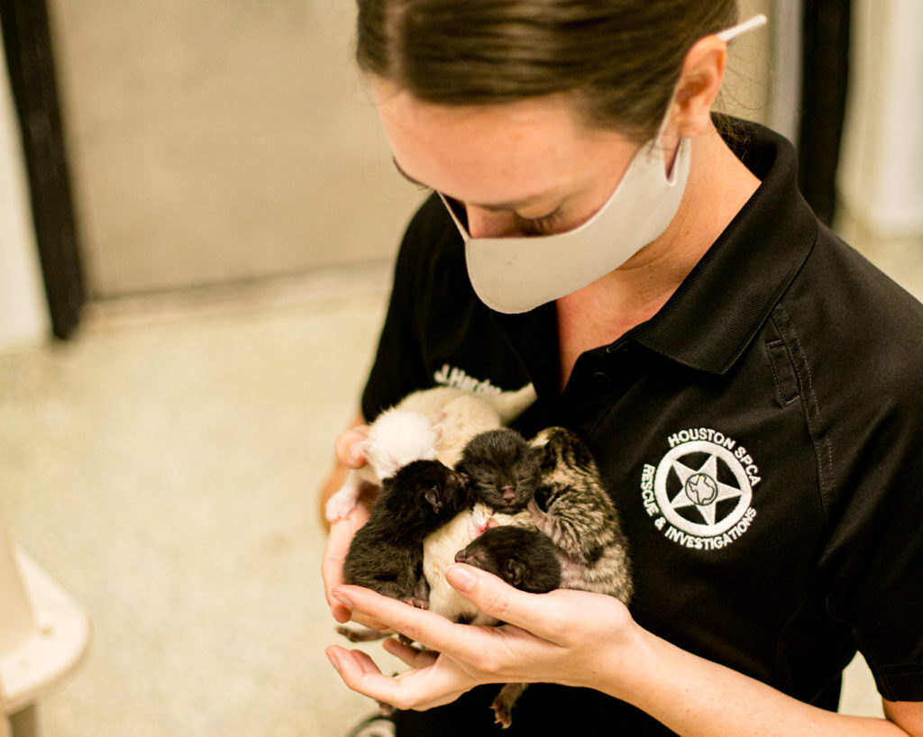 Generous donors saved 50,000 lives this year, like mom cat Doris' litter of kittens