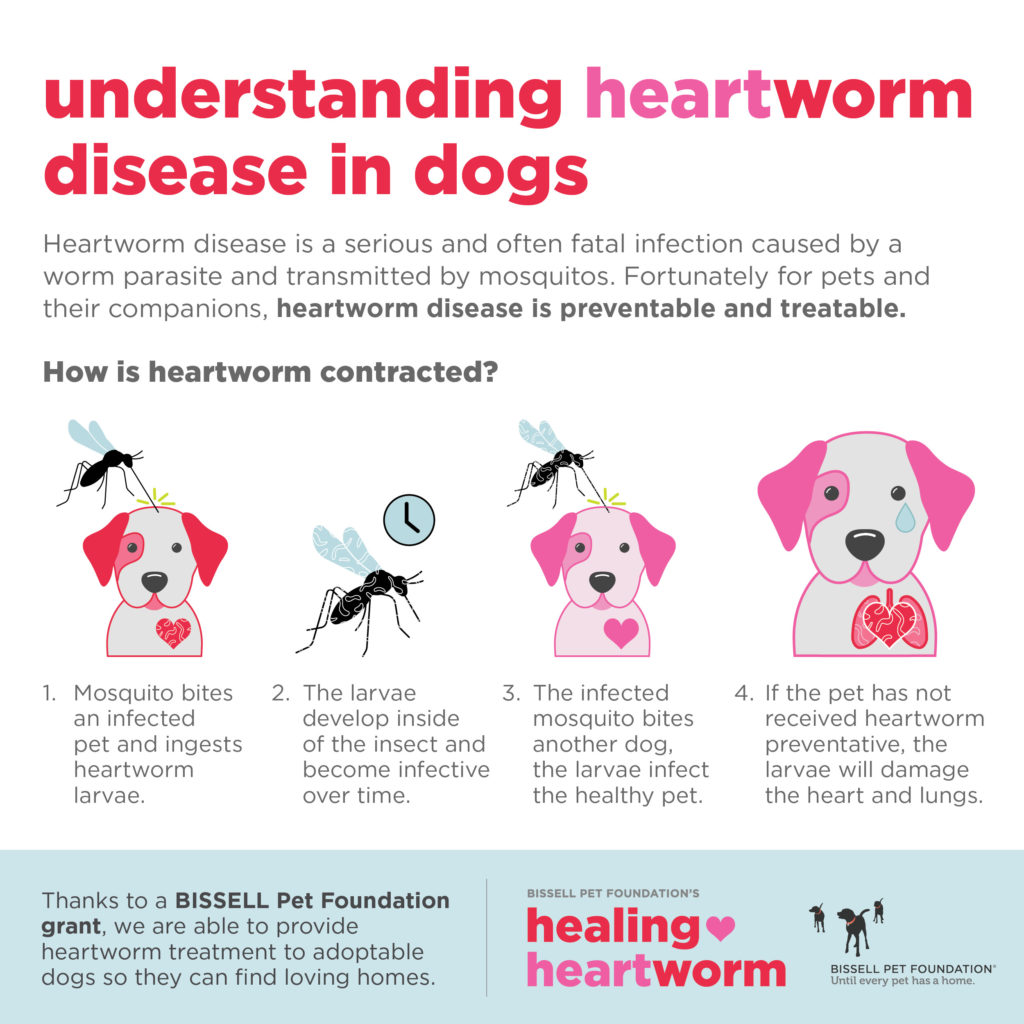 can humans get heartworm from their dog