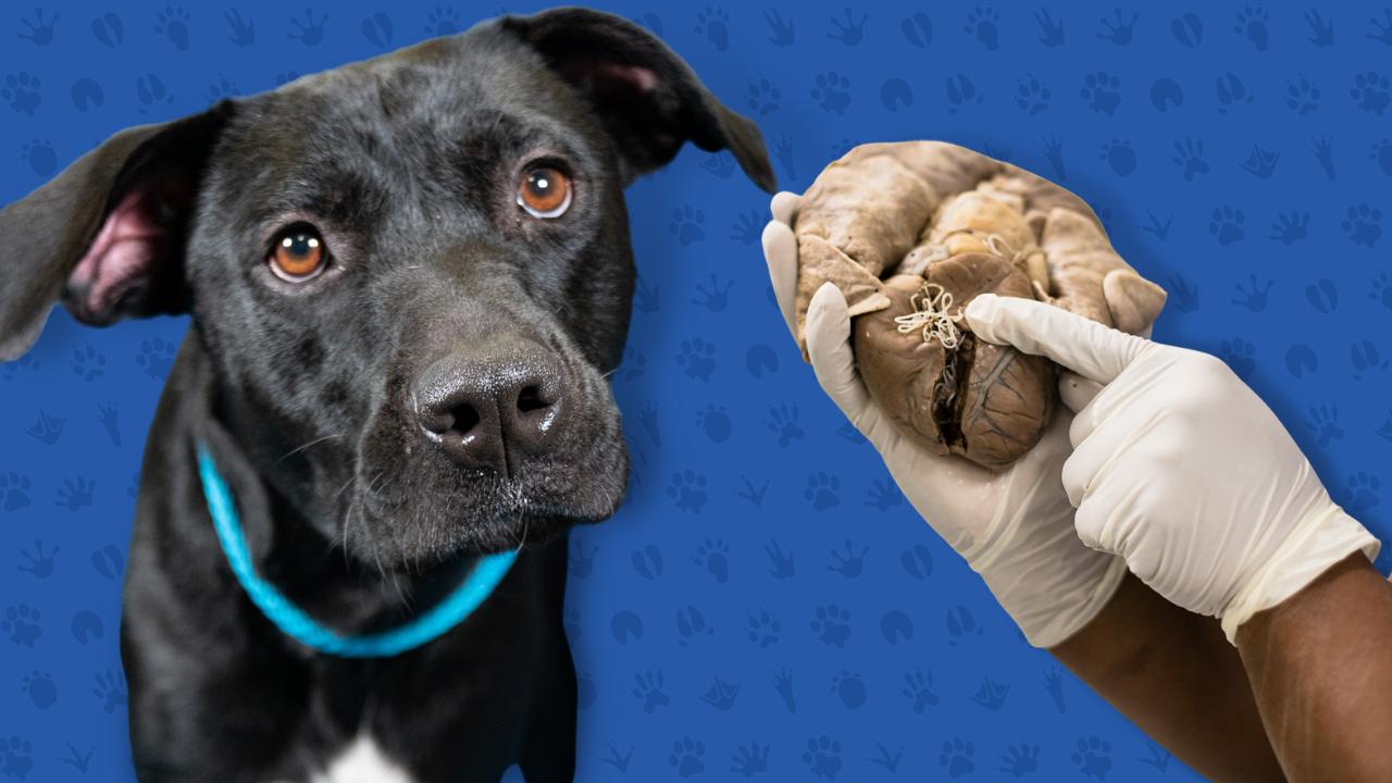 what happens if i forgot to give my dog heartworm medicine