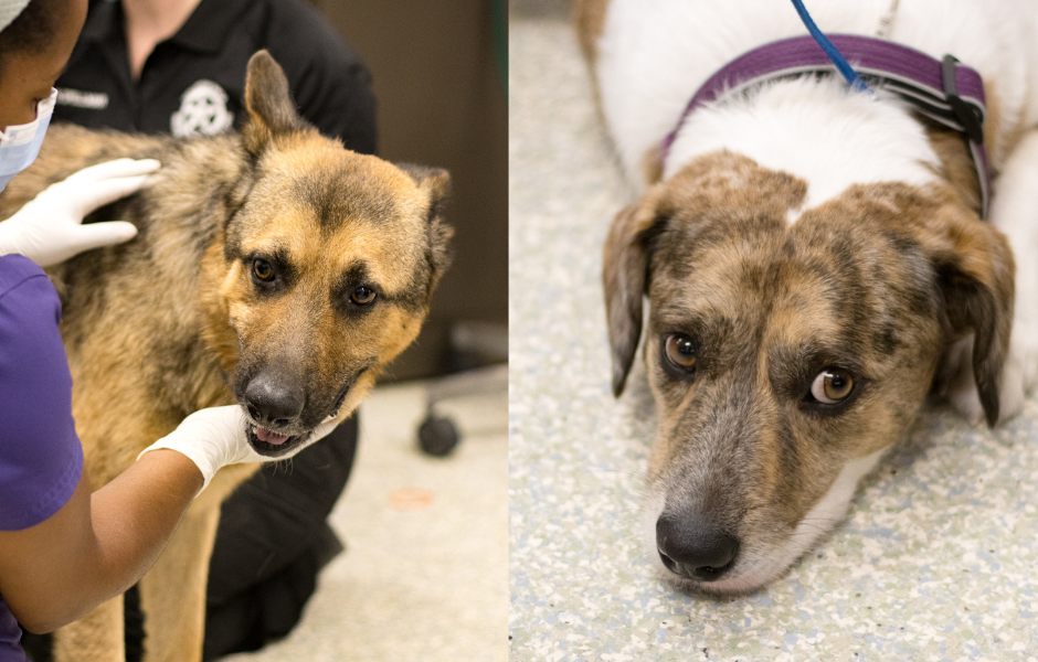 Two dogs rescued after being seen strangled and beaten in separate physical  abuse cases - Houston SPCA