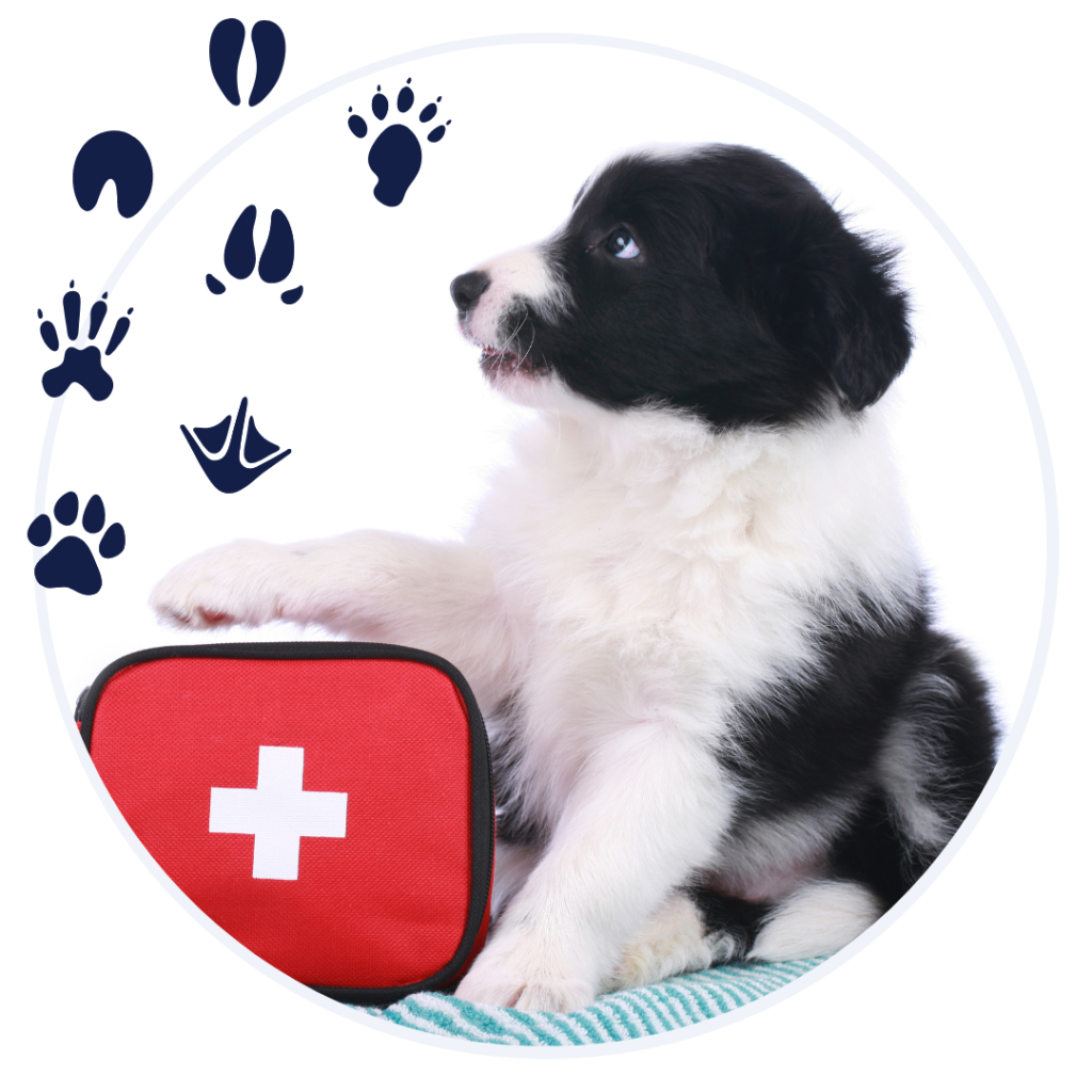 Hurricane Season: Preparing your pet for an emergency - Houston SPCA