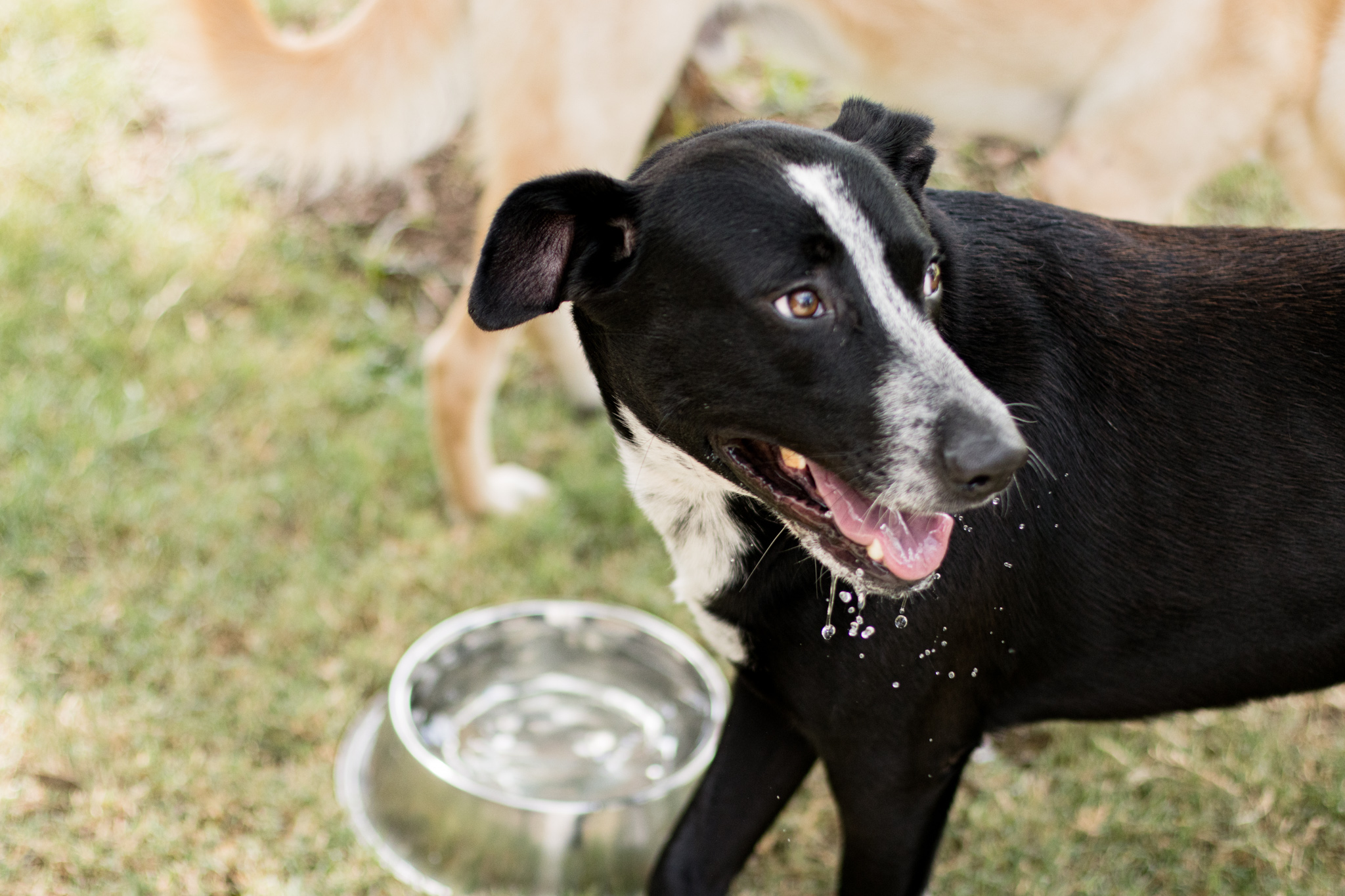 Beat the Heat: Pet safety in high temperatures - Houston SPCA