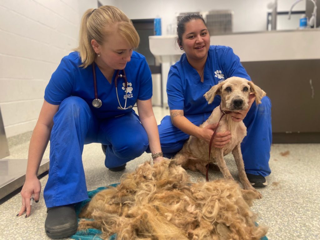 Houston SPCA veterinary team and dog after shaving off 5 pounds of mats.