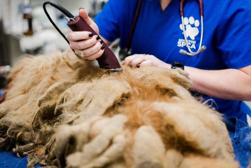 Houston SPCA Veterinarian shaves a dog with severe matting.