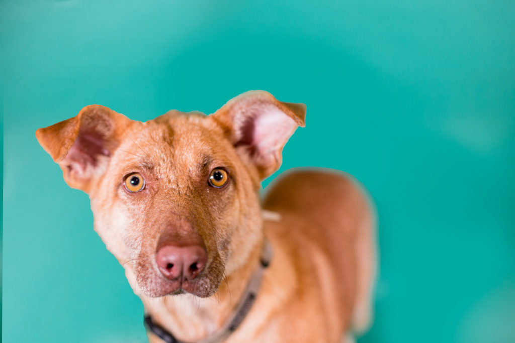 Adoptable dogs are available at Clear the Shelters on August 27.