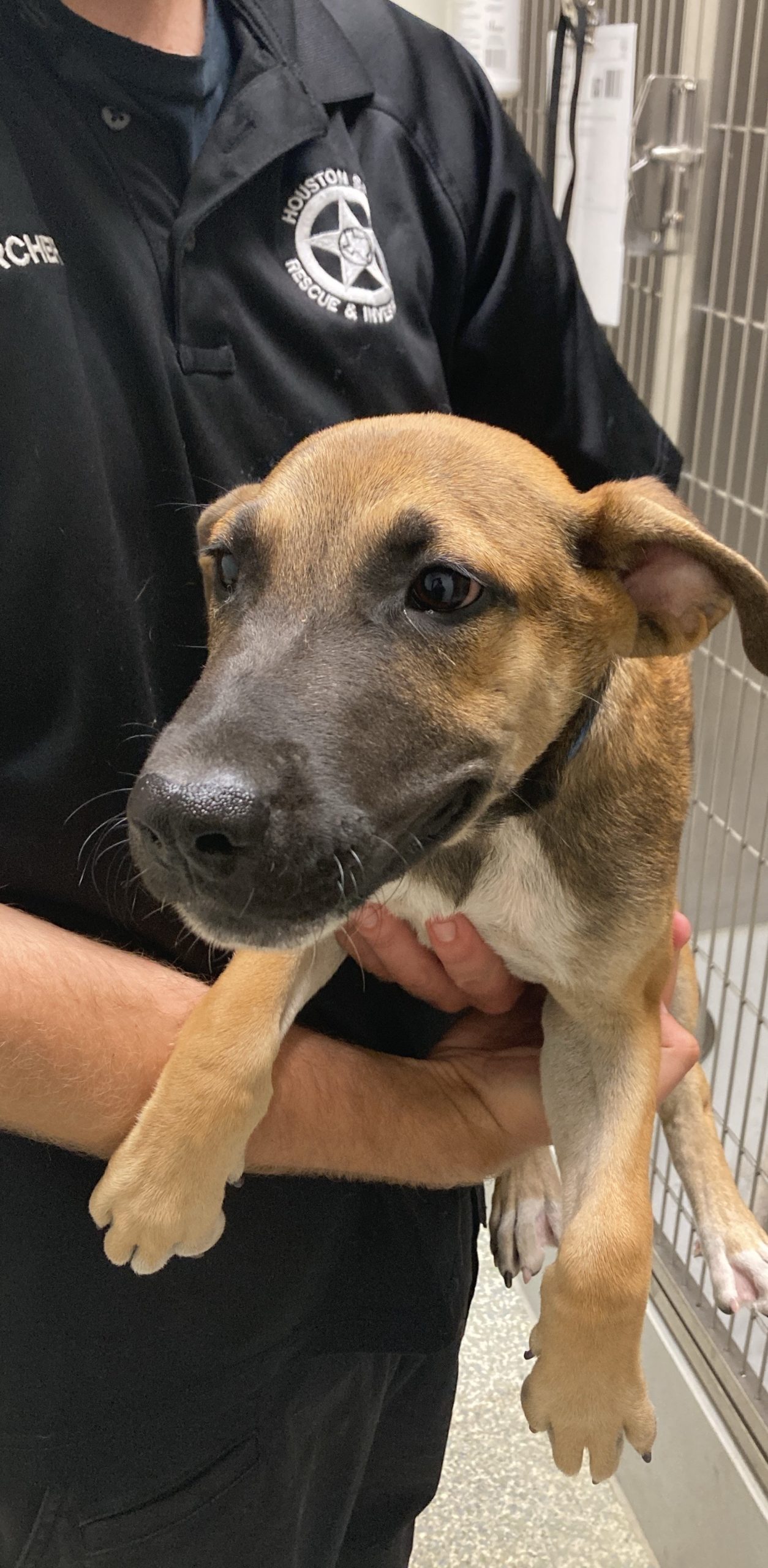 Newport News Spca Dogs - o2jra9b
