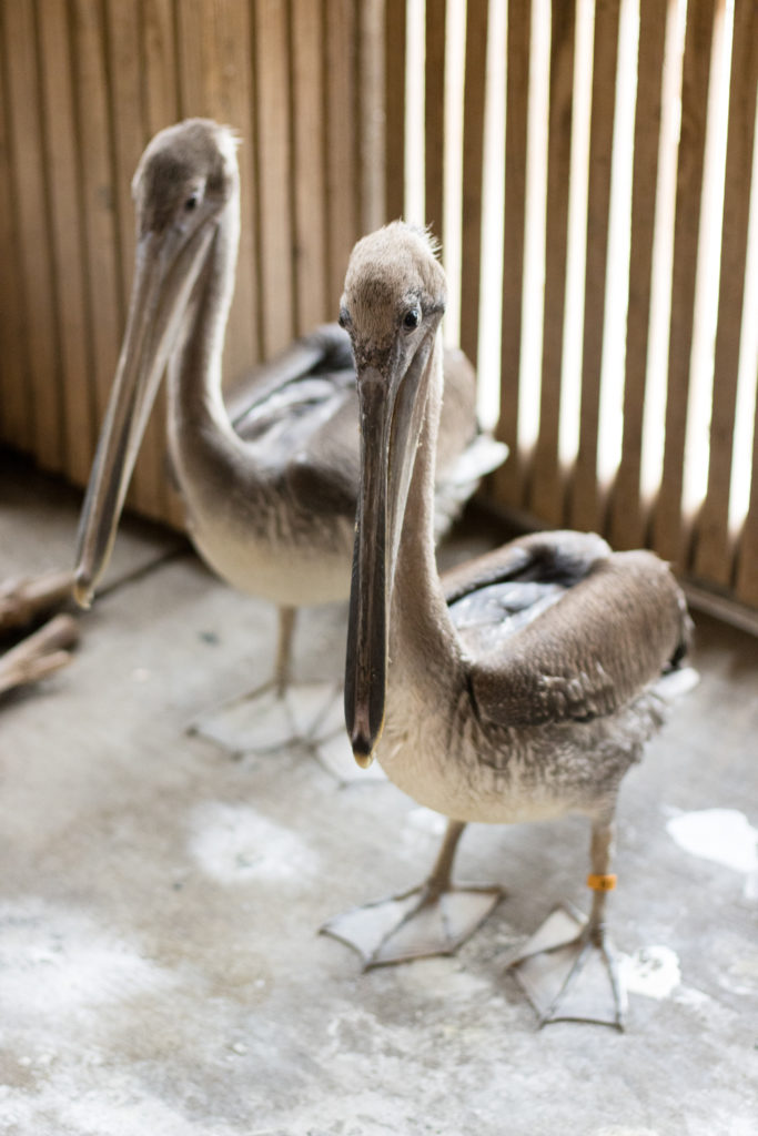 Emaciated pelicans receive care at Houston SPCA's Wildlife Center of Texas.