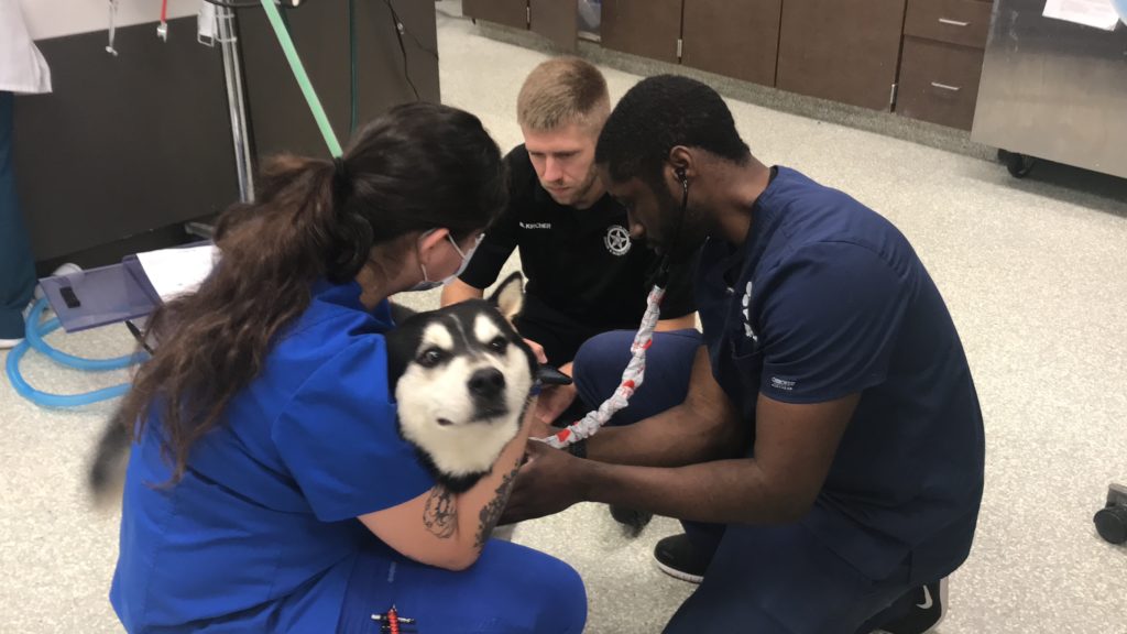 Husky recibe examen en Houston SPCA