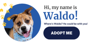 Available Pets - Houston SPCA