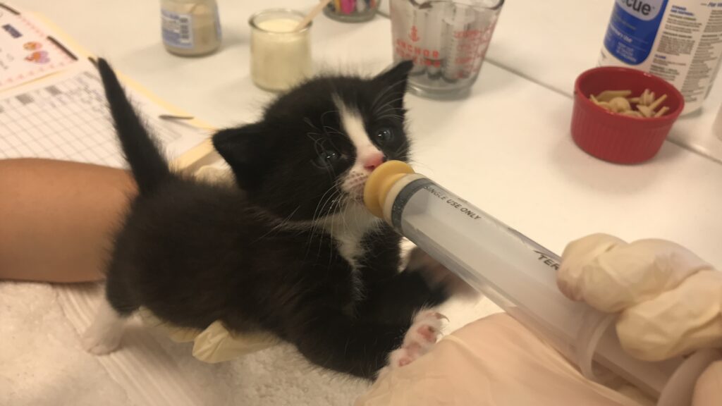 Neonatal kittens are bottle-fed in the Houston SPCA nursery.