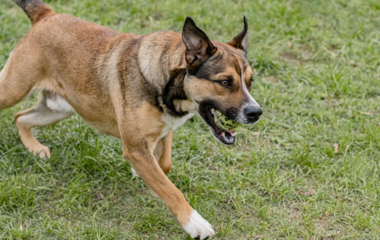Adult male shepherd mix Joe runs across the play yard with a tennis ball in his mouth. He is facing the left side of the image with a background of green grass. His ears flop up as he runs.