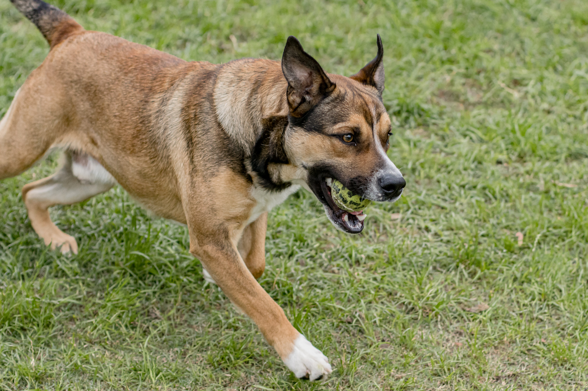 pueden los humanos contraer gusanos de perro