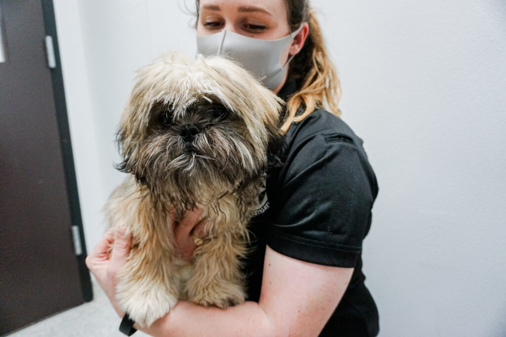 A Lhasa Apso cuddles in the arms of a Houston SPCA cruelty investigator post rescue.