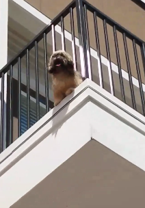 A Lhasa Apso pokes her head out of the black rails of an apartment balcony, mouth wide open and panting very hard.