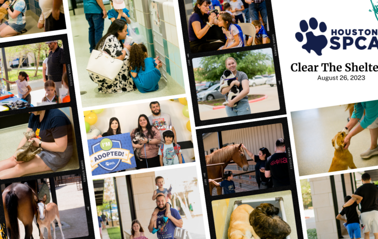 Several pictures are lined up showing adoptions and events at the Houston SPCA's Clear the Shelters event!