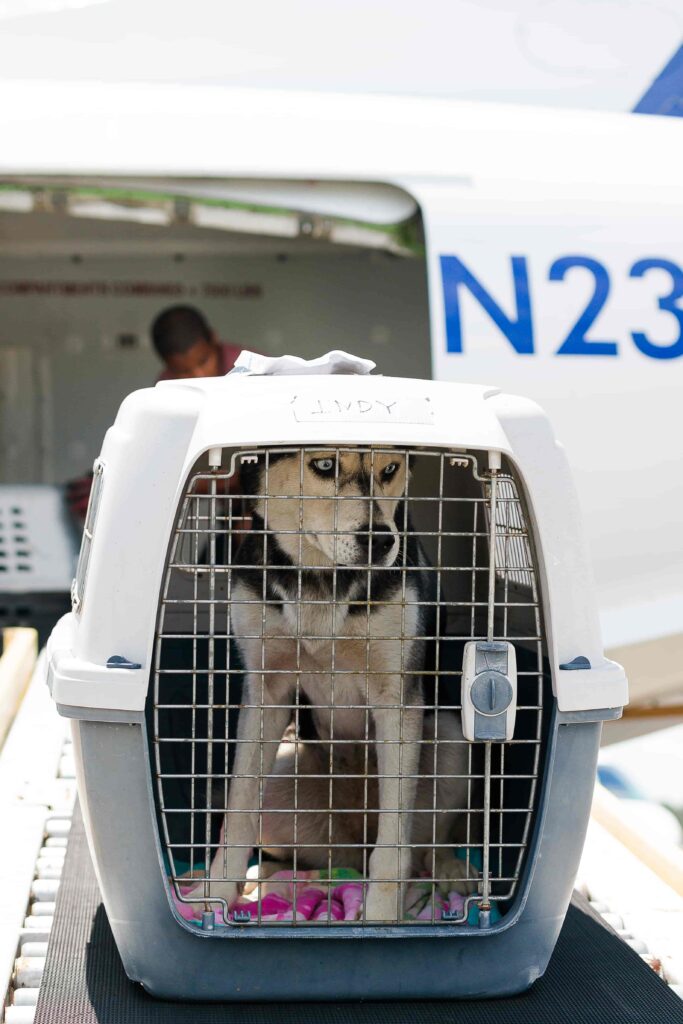 A husky sits in a white and gray travel carrier on a conveyor belt headed into an airplane. 
