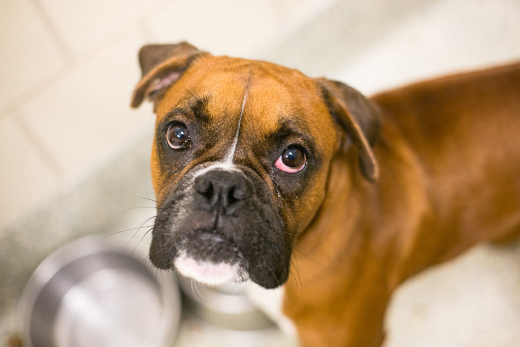 A boxer mix looks up at the camera in his suite, water bowl visible in the background. 