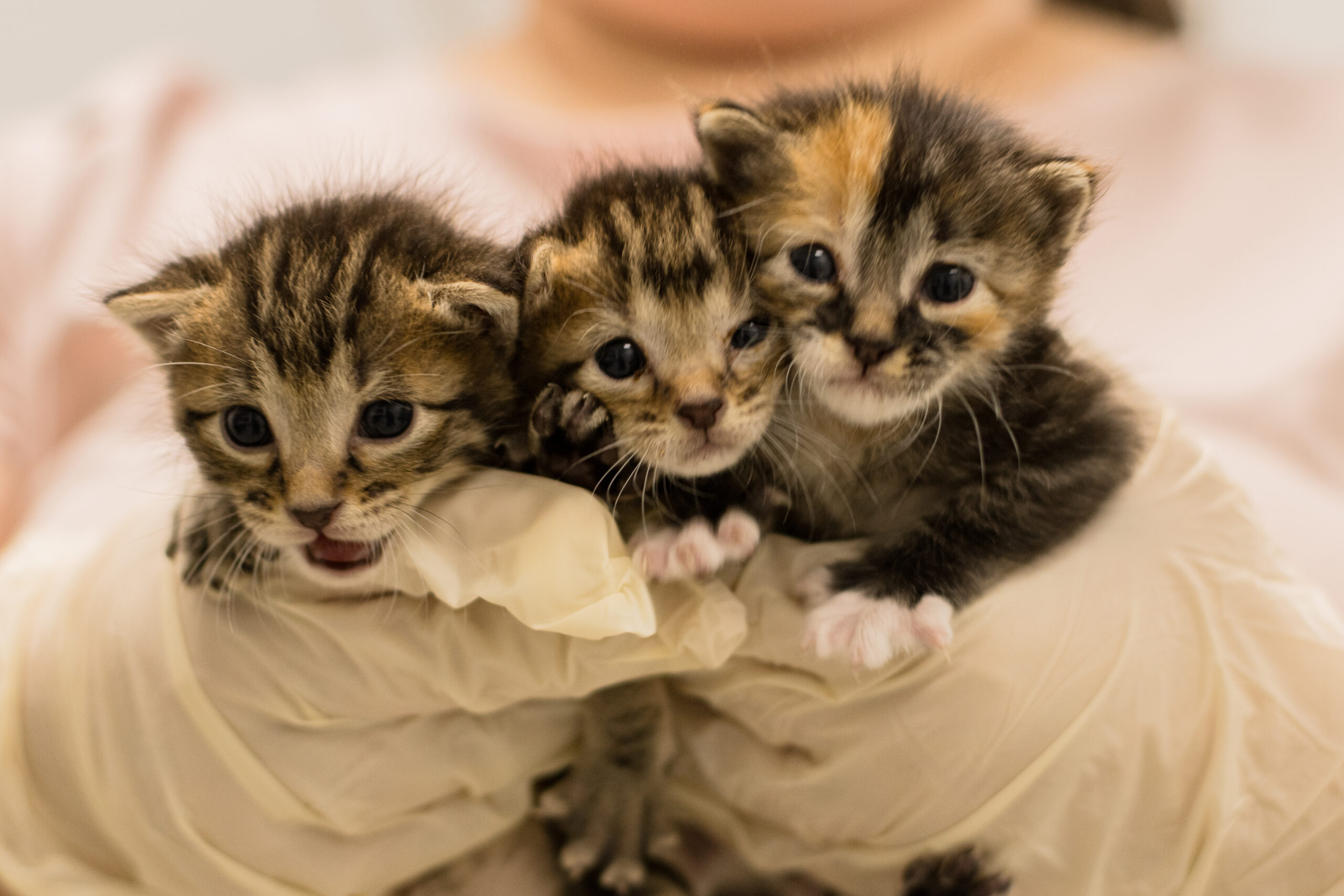 Cat and Kitten Adoption Event - SPCA of Wake County