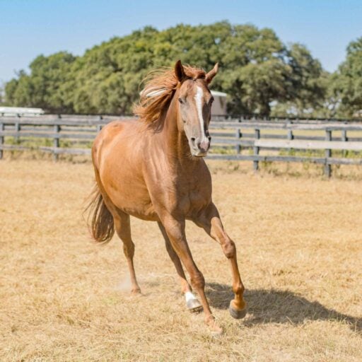 Horses