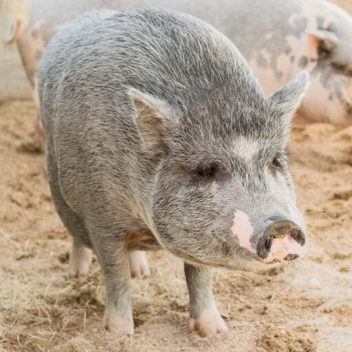 Farm Animals