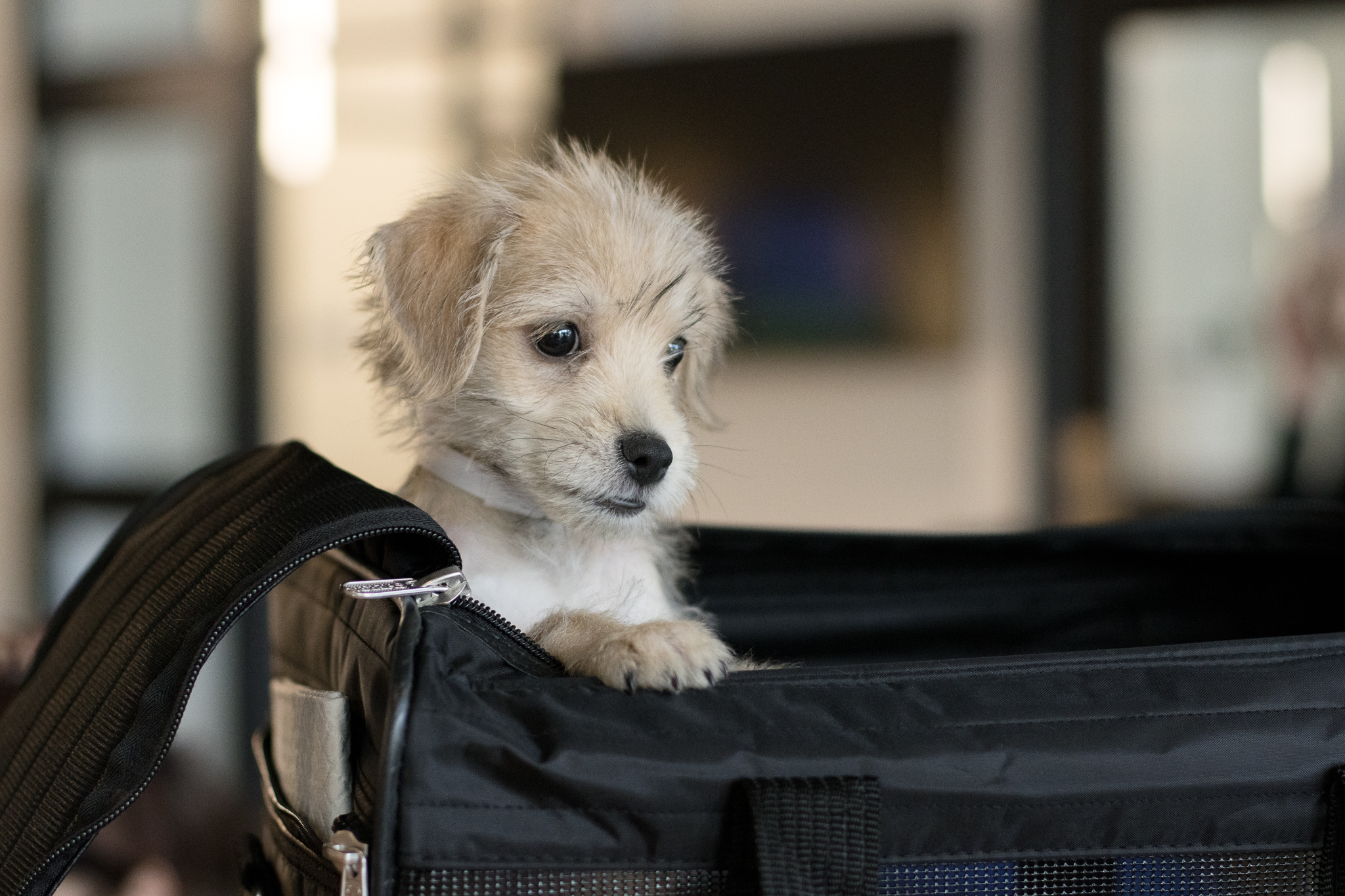 Fly Safe with Your Pets: Interstate Health Certificate - Houston SPCA