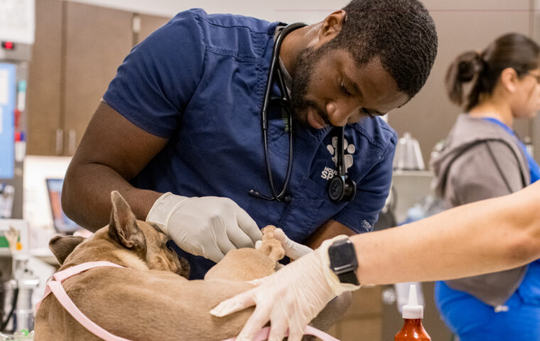 Veterinarian staff member tending to dog's leg
